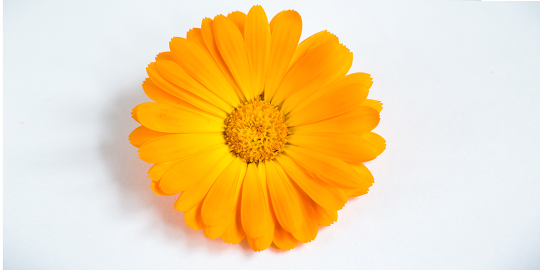 Calendula