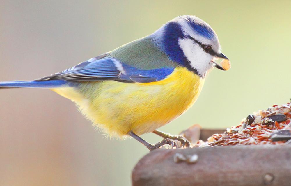 Blåmes äter från fågelbord.