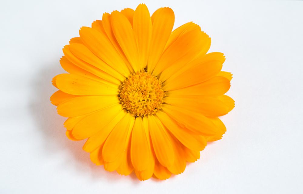 Ringblomma