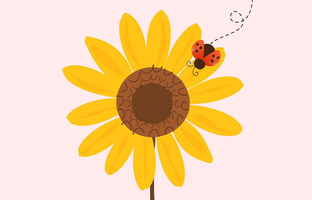 Illustration av solros och nyckelpiga.